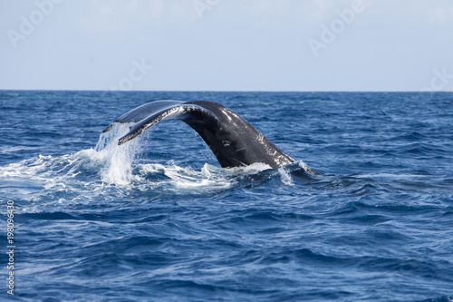 Humpback Whale Fluke Rising Out of Water