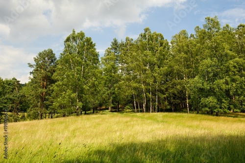Beautiful green landscape with meadow, trees and sky