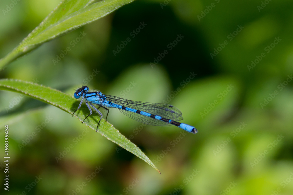 dragon-fly blue dragon-fly blue