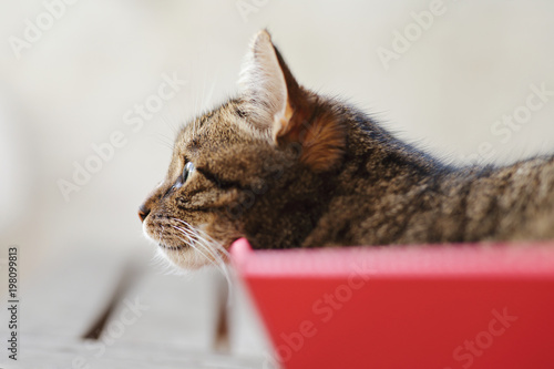 chat tigré dans boîte en carton rouge