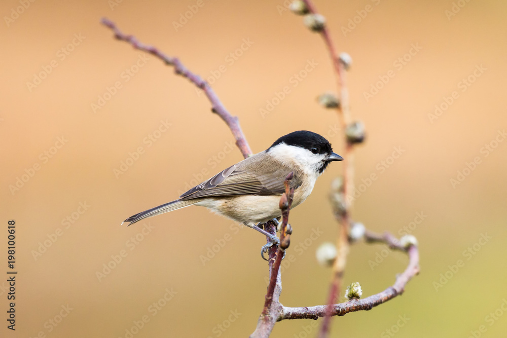 Fototapeta premium Sumpfmeise 4