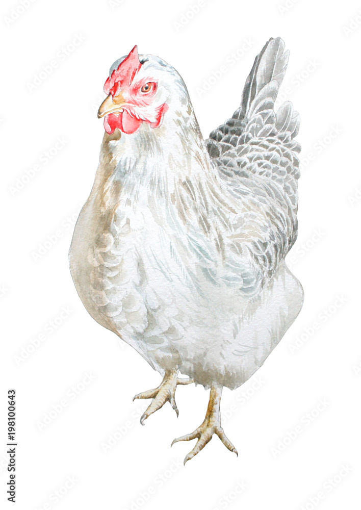 Fototapeta premium Watercolor illustration with hen. Hand drawn.