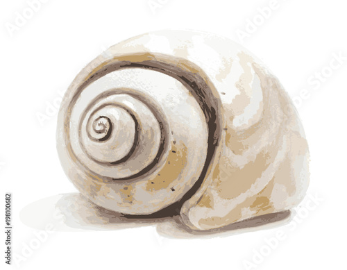 Watercolor realistic seashell. EPS10 vector illustration.