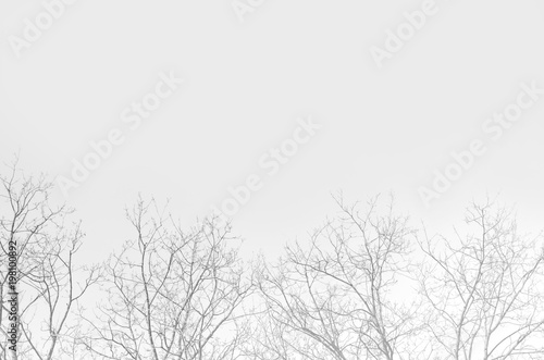 Wallpaper Mural bare trees and sky background. background for design. black and white Torontodigital.ca