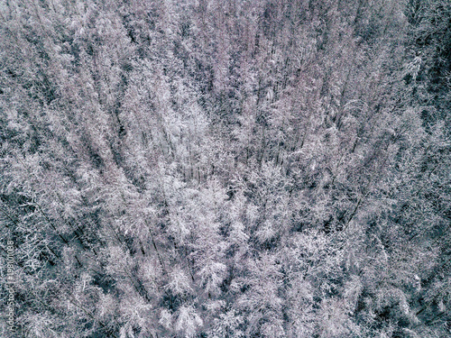 Aerial Photography of a Forest in Winter