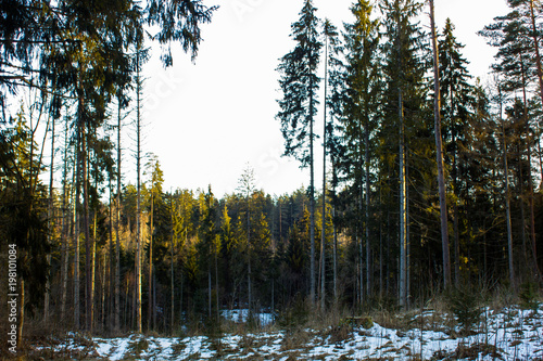 Sunny Winter Day in the Forest
