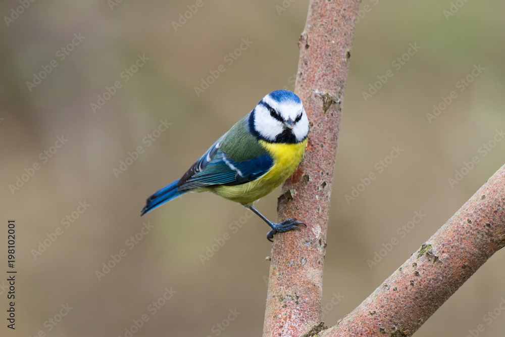 Fototapeta premium Blaumeise 26