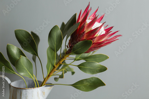 Fototapeta Naklejka Na Ścianę i Meble -  One large flower King Protea. Grows in South Africa. Gray background.