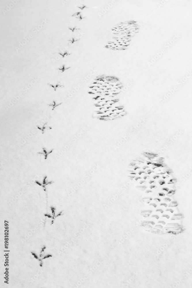 Traces of birds and man in the fresh snow. Traces of birds and man in the fresh snow.