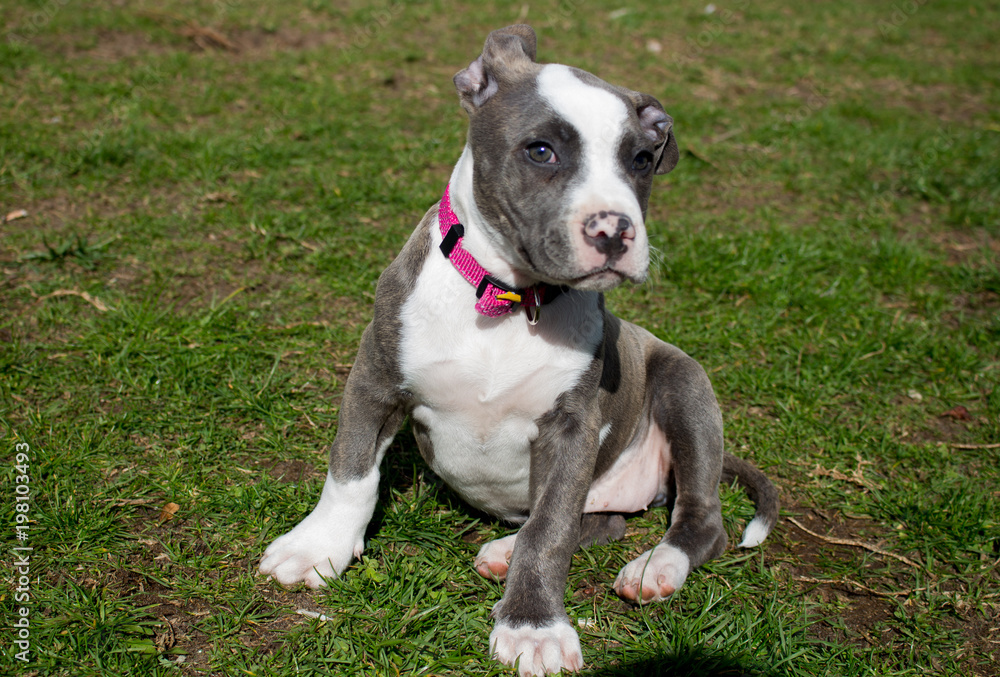 Pitbul Pitbul