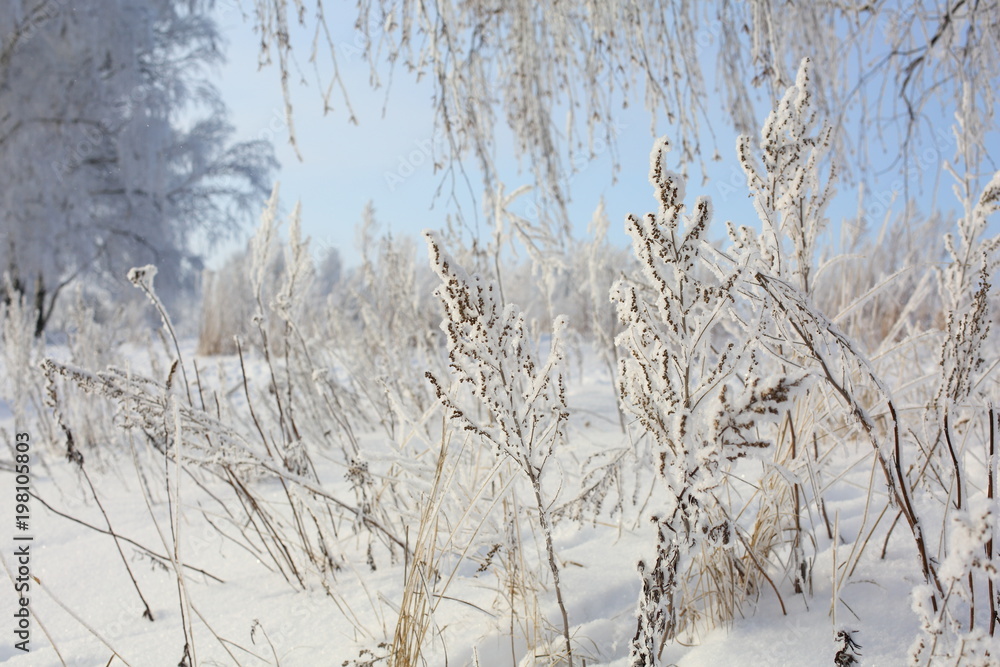 winter trees and grass in frost winter trees and grass in frost
