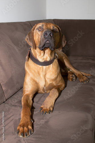 gro  er Rhodesian Ridgeback Hund liegt auf dem Sofa und guckt aufmerksam nach oben