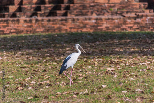 Asian openbill stork bird walking the grass photo