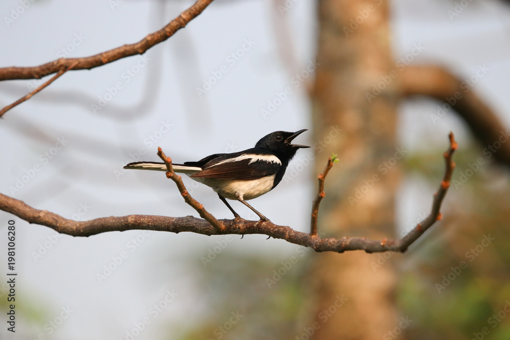Fototapeta premium Oriental magpie-robin sings on a tree with sunshine in the evening nature background the garden of Bangkok Thailand