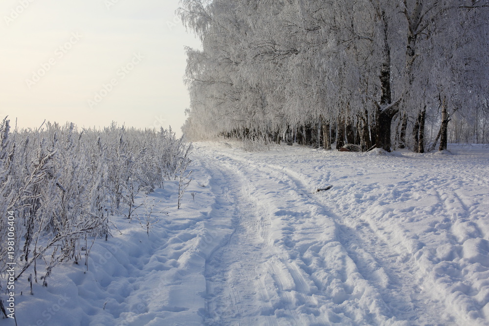Fototapeta premium winter trees and grass in frost
