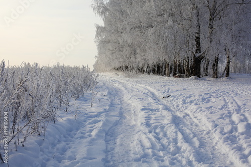 winter trees and grass in frost © oksnemova