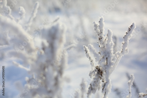 winter trees and grass in frost © oksnemova