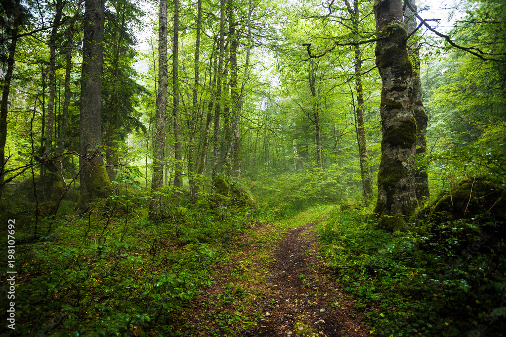Deep forest after rain in Durmitor National Park, Montenegro