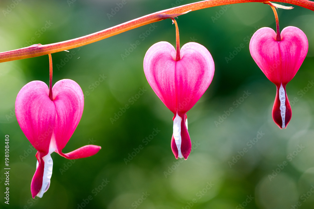 Pretty Pictures Of Hearts And Flowers