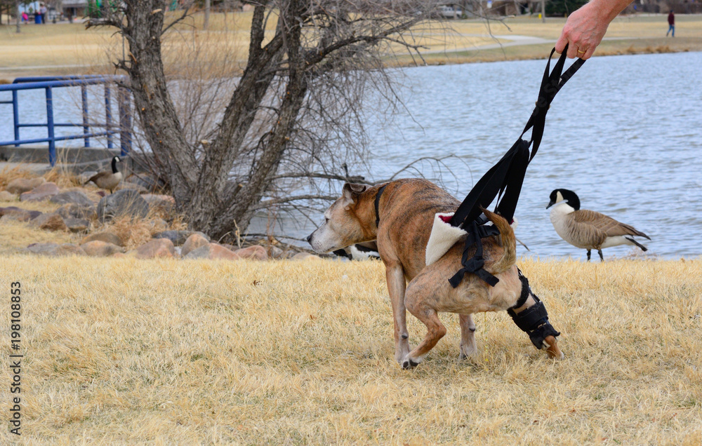 Supporting mixed breed boxer dog with newly ruptured knee ligament to squat to urinate with