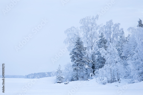 Trees covered in frost snow nature winter lakeside scene