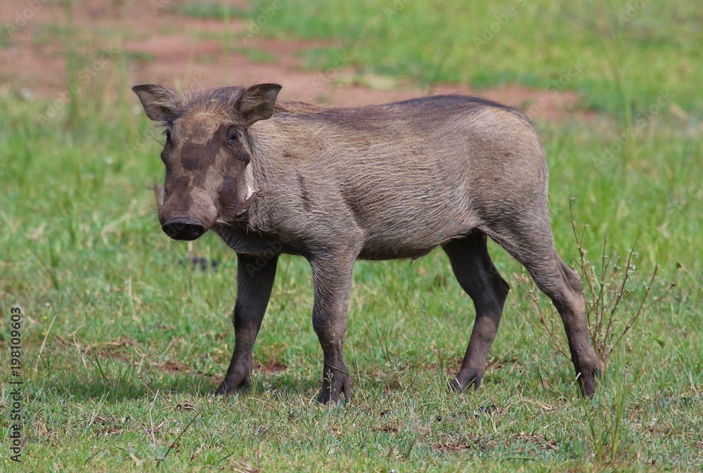 warthog, Serengeti, Tanzania, Africa warthog, Serengeti, Tanzania, Africa