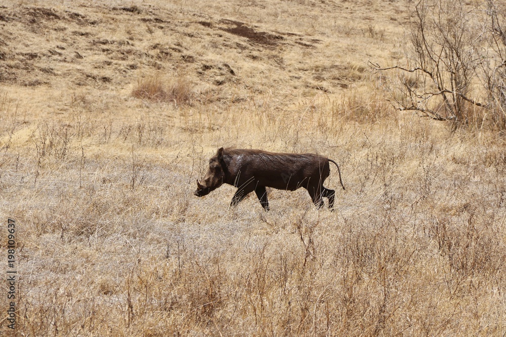 warthog, Serengeti, Tanzania, Africa warthog, Serengeti, Tanzania, Africa