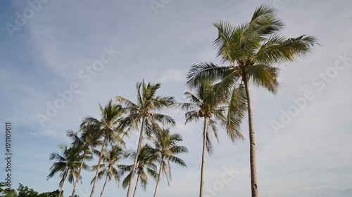 Wallpaper Mural Coconut palms with coconuts on a Filipino beach near the ocean close up. Exotic beach. Torontodigital.ca