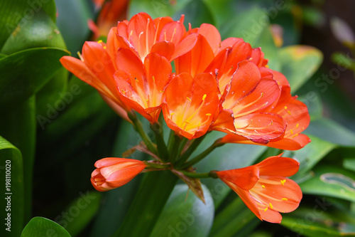 Beautiful orange color tropical flower on green natural background © herraez