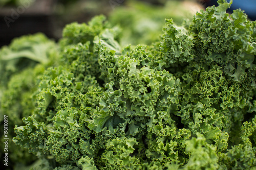 Kale closeup farmers market green