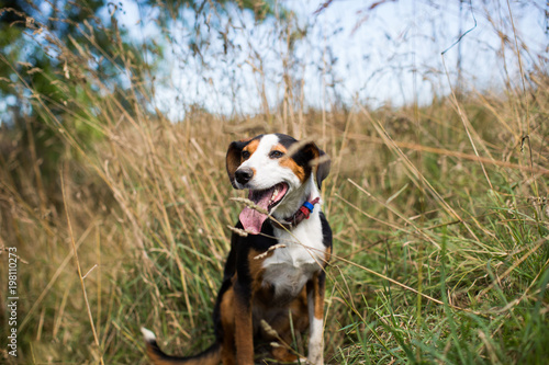 Cute beagle dog in a meadow farm dog