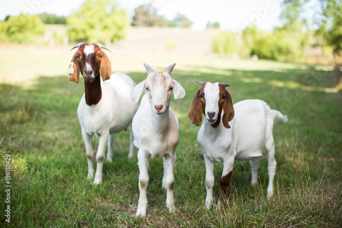 Bore goats posing for the camera