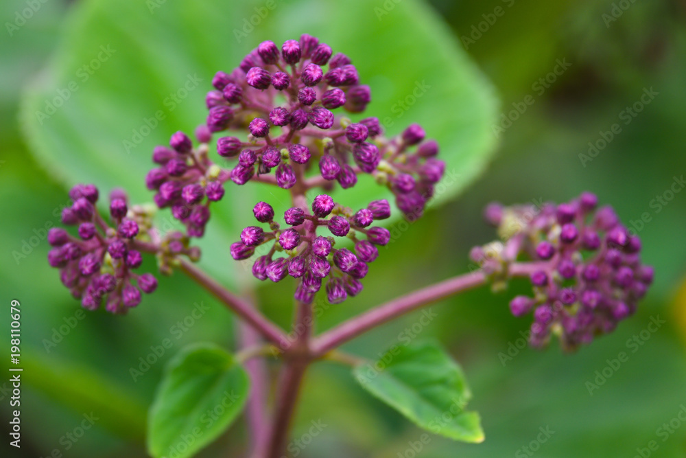 Beautiful tropical flower on green natural background Beautiful tropical flower on green natural background