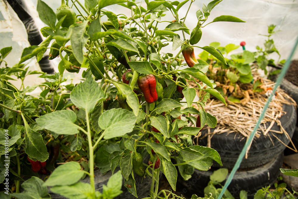 Organic Red Pepper plant green