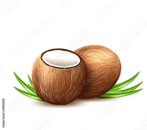 Vector realistic coconut exotic leaves fruit 3d
