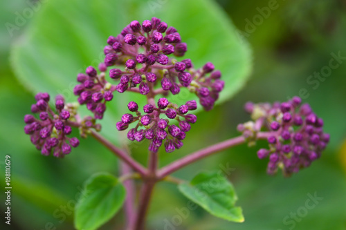 Beautiful tropical flower on green natural background