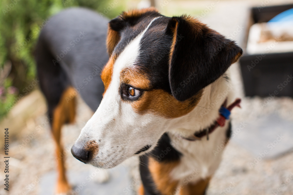 Beautiful dog closeup