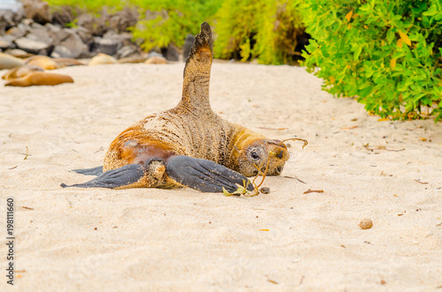 Photography Beautiful baby sea lion in san cristobal galapagos islands