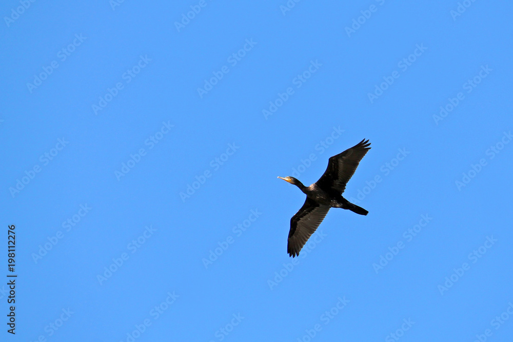 Great cormorant (Phalacrocorax carbo) or great black cormorant in flight on clear blue sky background