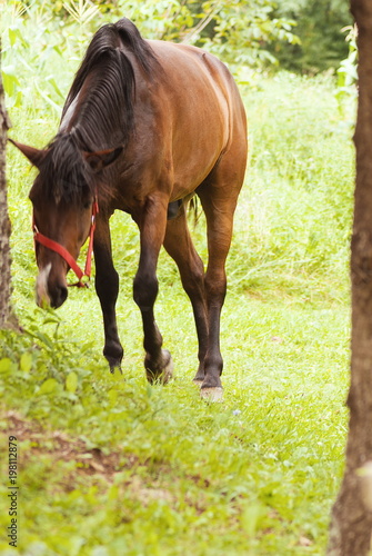 Attractive brown horse outdoor on green grass
