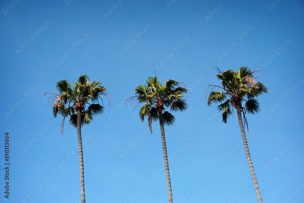 Obraz premium aged and worn palm trees