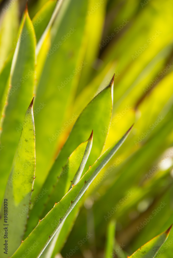 Fototapeta premium hojas verdes