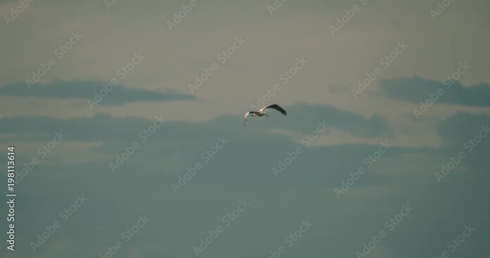 Brown Pelican Above The Ocean, Costa Rica Brown Pelican Above The Ocean, Costa Rica