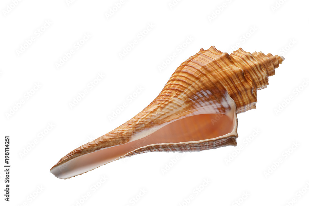 Seashell isolated on white background Seashell isolated on white background