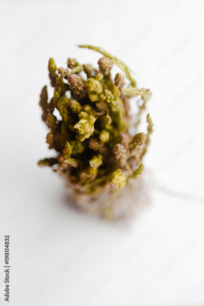 Fresh green asparagus on white background Fresh green asparagus on white background