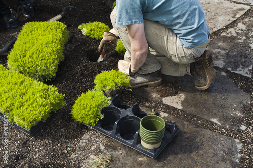 Landscaper installing plants in garden.