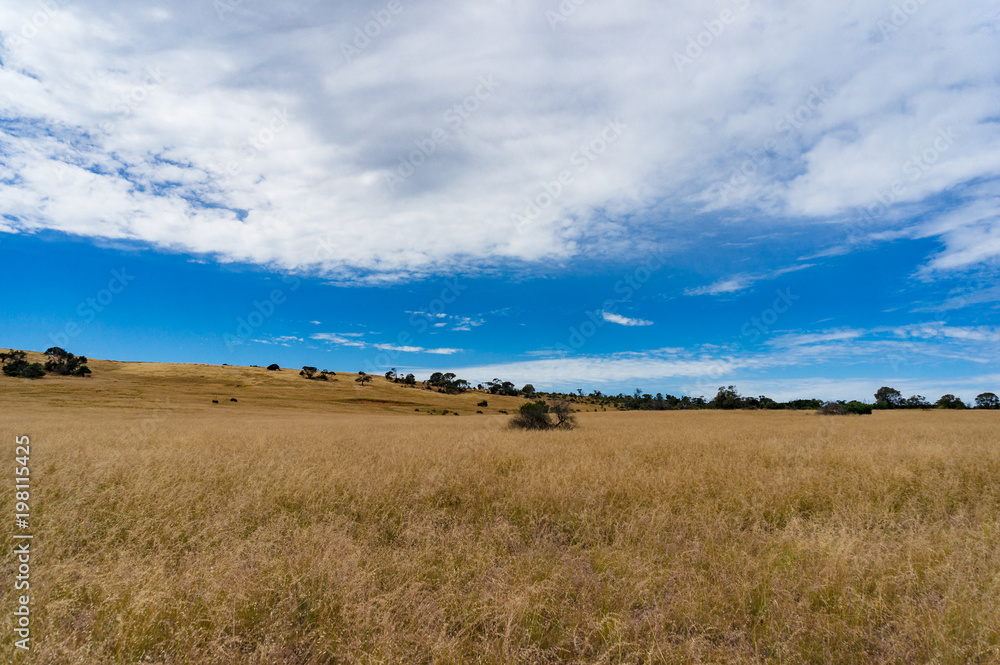 Obraz premium Countryside landscape of paddock, pasture with yellow dry grass