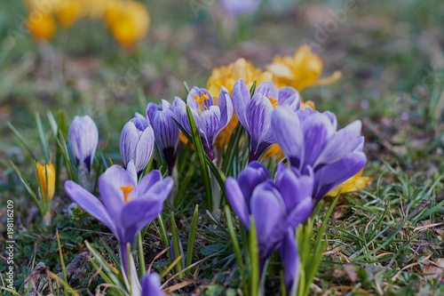 Crocusses in a park in the middle of munich photo