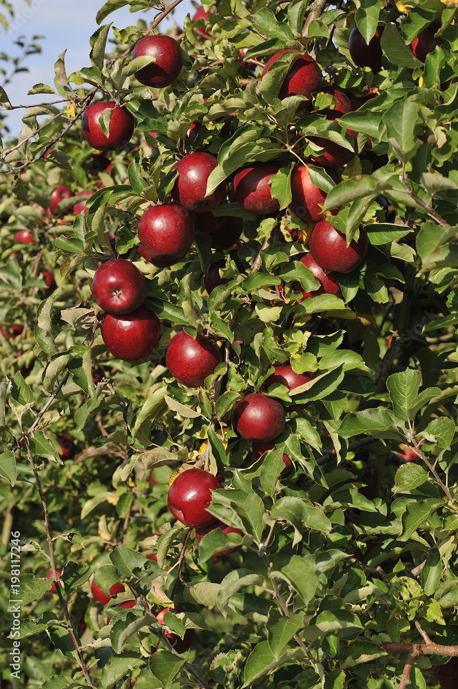 Red apples Red apples