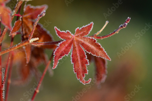 Red Japanese Maple Leaf Lined in Frost
